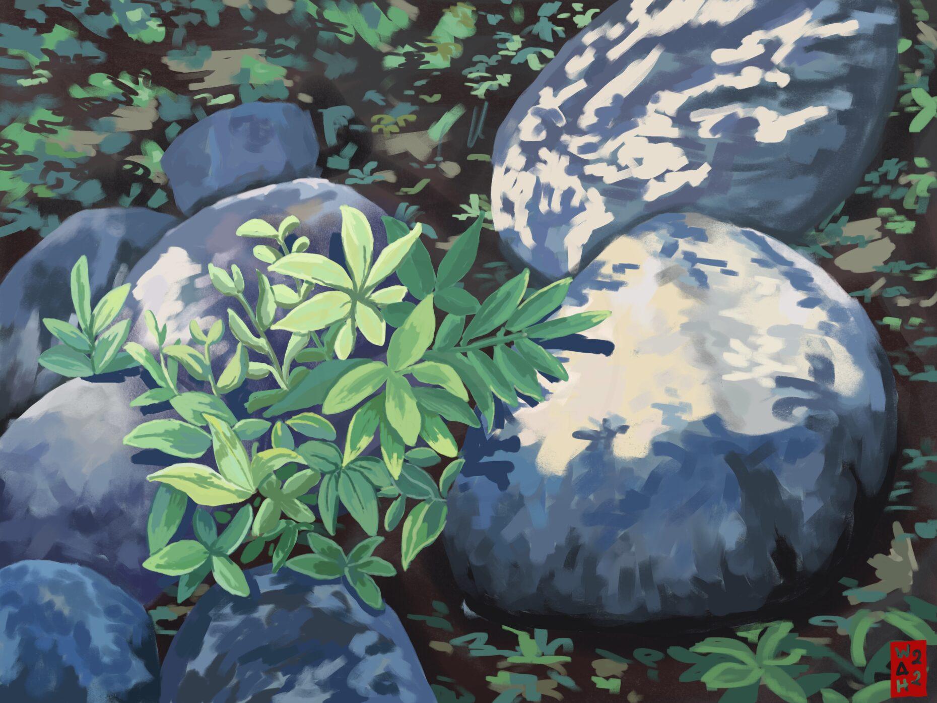 Forest floor with plants and rocks formation